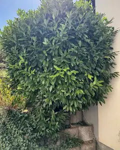 Hecke vor dem Schnitt durch MEMI
