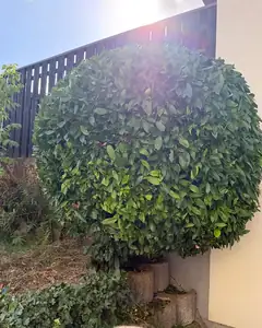 Hecke nach dem Schnitt durch MEMI