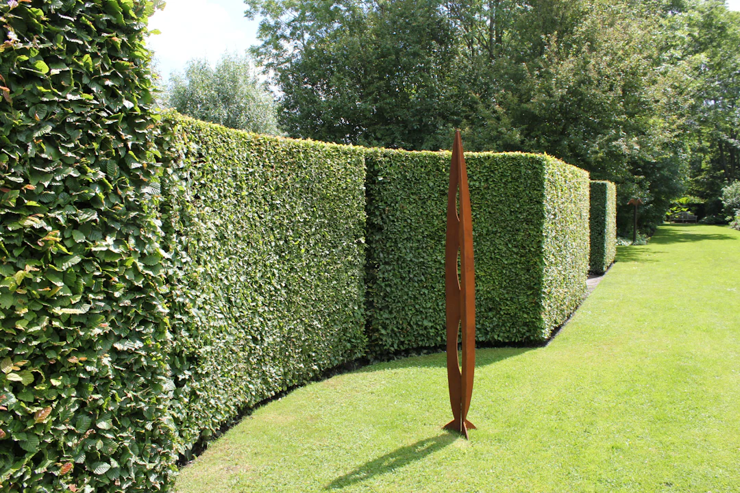Sauber geschnittene, hohe Hecke entlang eines gepflegten Rasens
