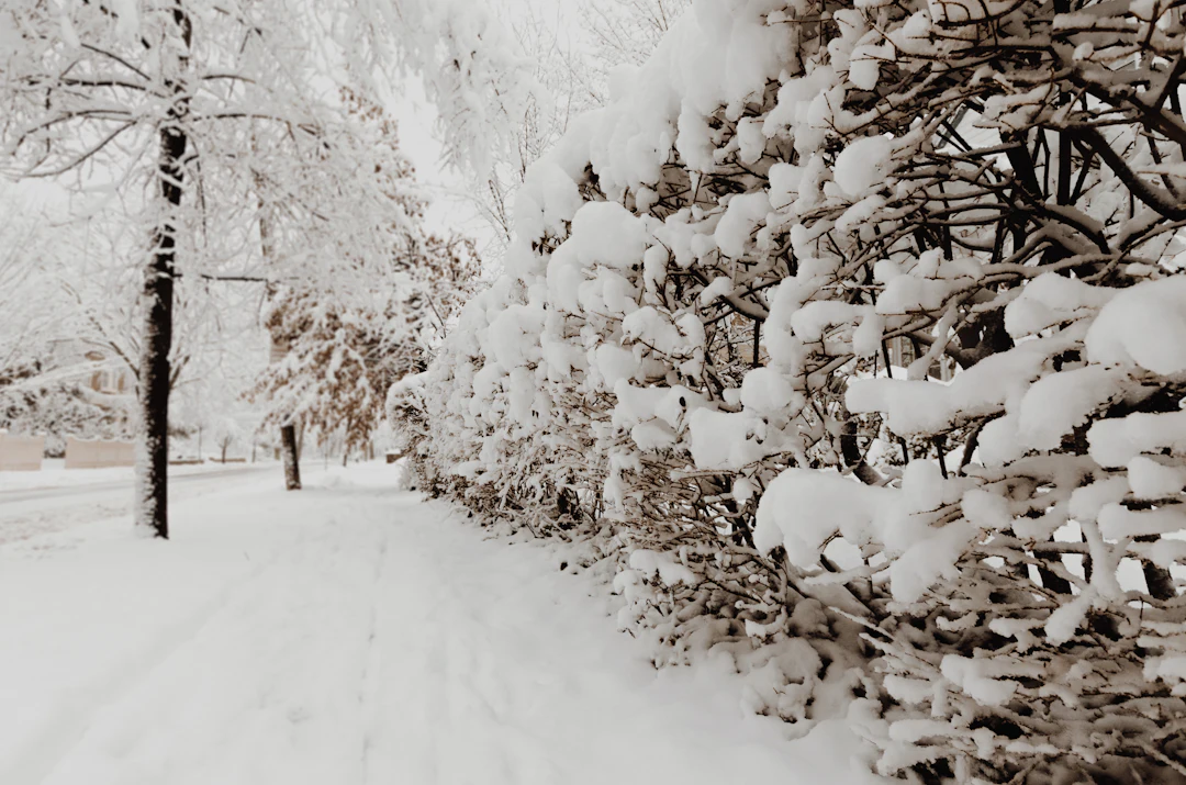 Verschneiter Weg entlang einer schneebedeckten Hecke